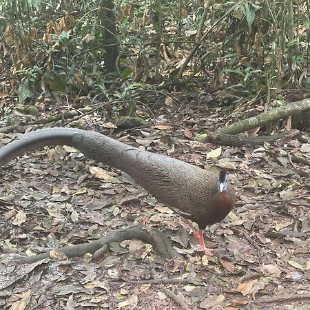 Umiyuki Jungle Tour Only Treking With As Hotel Bukit Lawang Luaran gambar