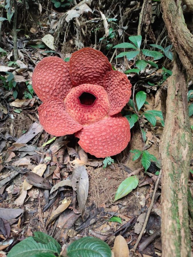 Umiyuki Jungle Tour Only Treking With As Hotel Bukit Lawang Luaran gambar