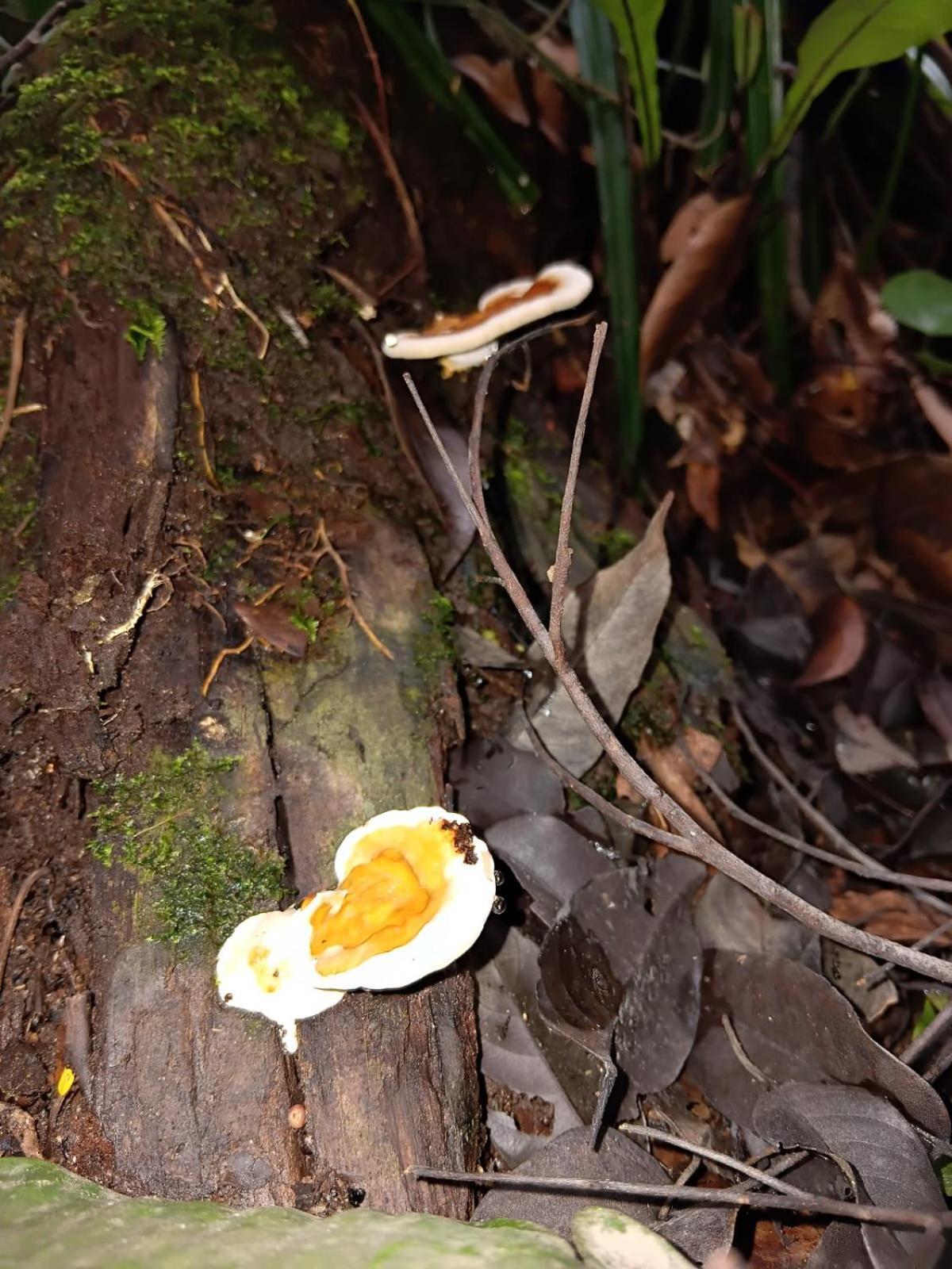 Umiyuki Jungle Tour Only Treking With As Hotel Bukit Lawang Luaran gambar
