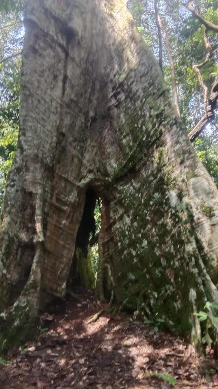 Umiyuki Jungle Tour Only Treking With As Hotel Bukit Lawang Luaran gambar