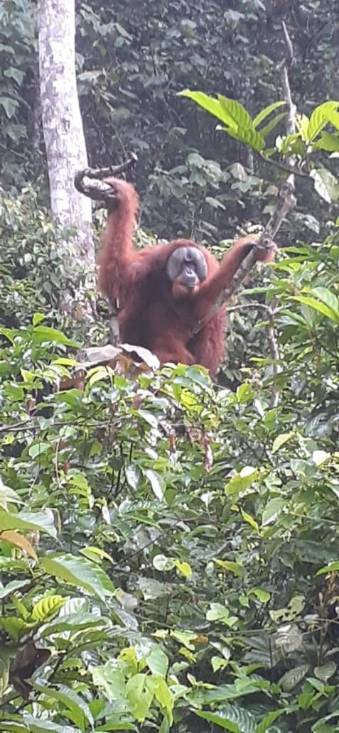 Umiyuki Jungle Tour Only Treking With As Hotel Bukit Lawang Luaran gambar