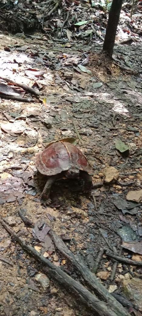 Umiyuki Jungle Tour Only Treking With As Hotel Bukit Lawang Luaran gambar