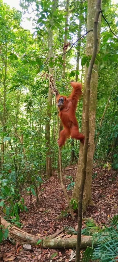 Umiyuki Jungle Tour Only Treking With As Hotel Bukit Lawang Luaran gambar